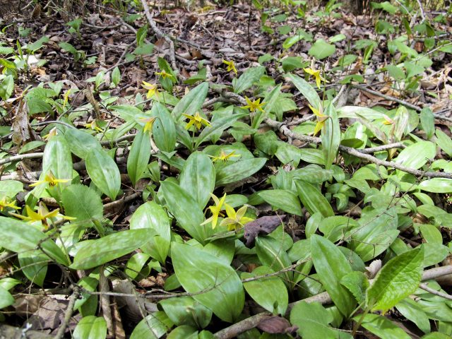 good blooming patch of trout lilies