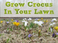 Grow crocus in your lawn