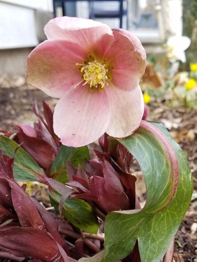 hellebore pink frost