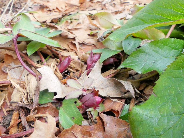 budding hellebore with last year's leaves intact.