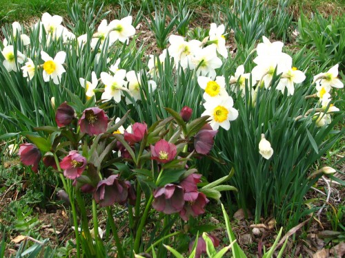 hellebores and daffodils