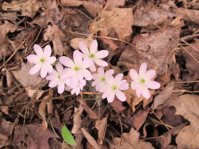 Hepatica acutiloba, pink-flowered liverwort