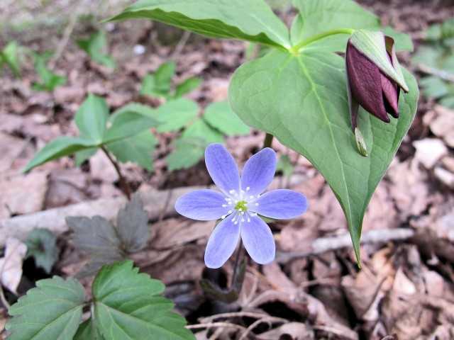 Hepatica acutiloba, blue liverwort.