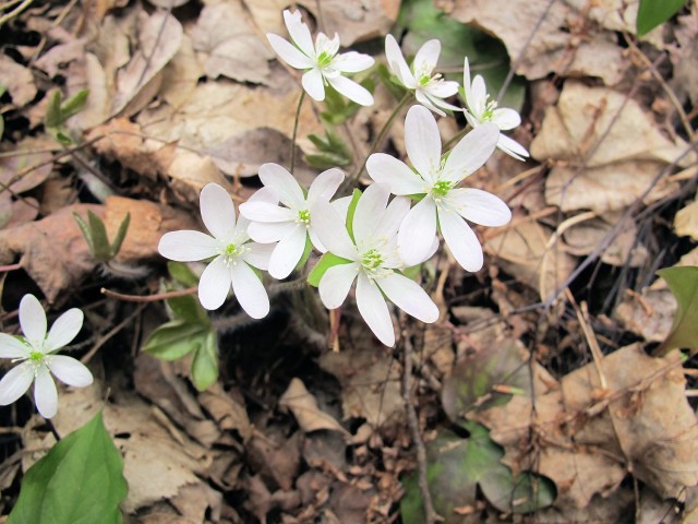 Hepatica acutiloba, white flowered liverwort