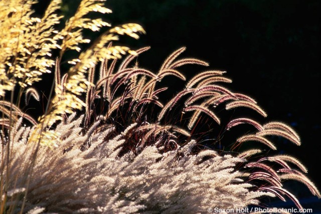 Photographing Grasses tip by Saxon Holt