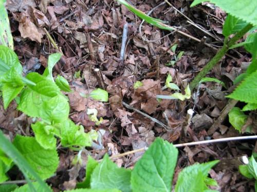 You can see the small, pale leaves that have been hiding under the mulch until now.