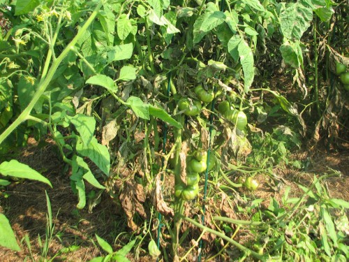 Tomato plants infected with late blight