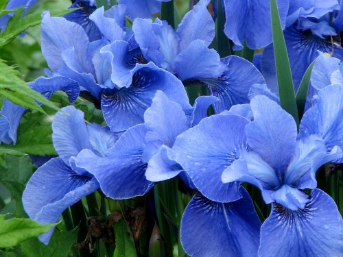 Yes, it really is that blue. Jay Bird Siberian iris is starting its fourth year in my garden, and has become a worthy escort to my peonies.