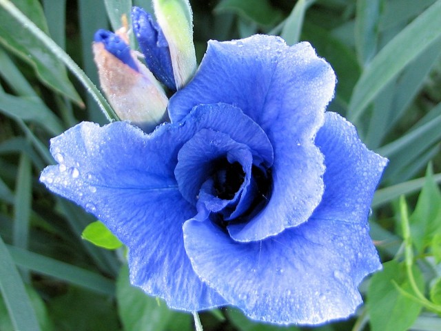 Gratuitous pretty picture: Iris siberica 'Jay Bird'