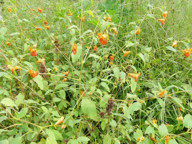 jewelweed patch