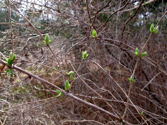 tartarian honeysuckle leafing out