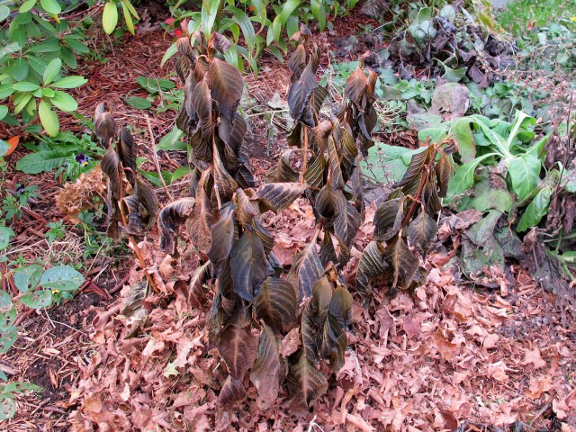 leaves stuffed in hydrangea