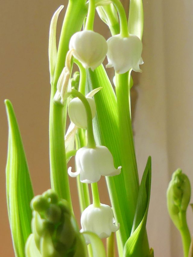 forcing lily of the valley