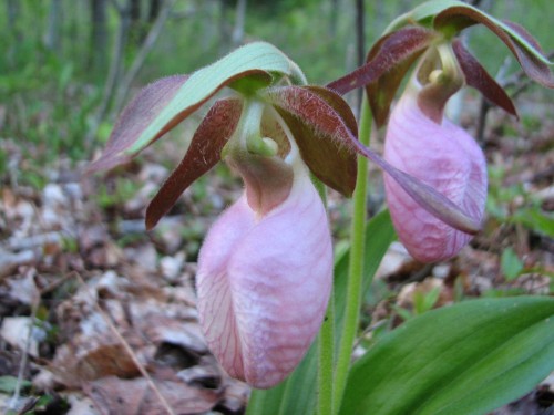 Cypripedium acaule, commonly known as Pink Lady-slipper