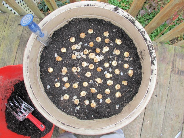 After adding potting mix, the fifty grape hyacinth bulbs are arranged on the surface.