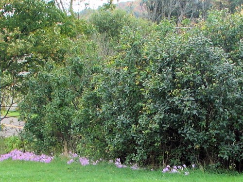 The larger colchicums, such as 'The Giant' or <em>C. speciosum</em> work well at the base of shrubs.