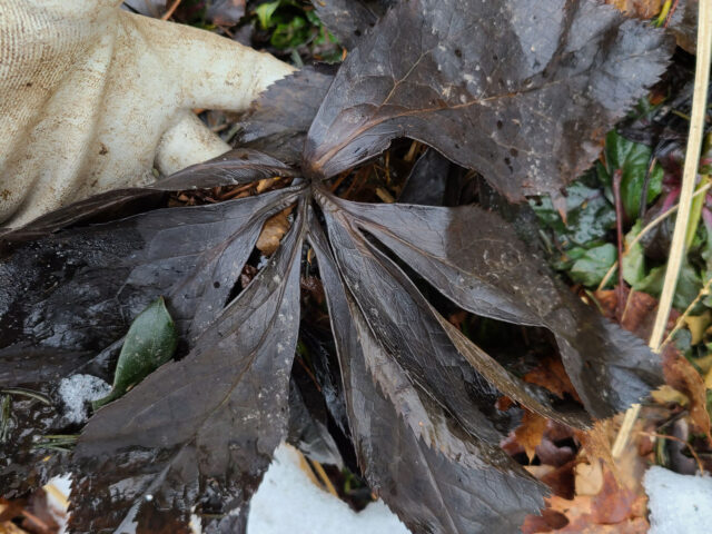 old hellebore leaf