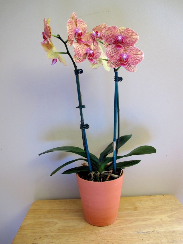 phalaenopis orchid