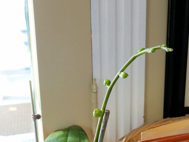 orchid stem showing buds