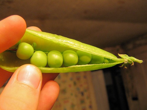 For eating raw, these peas are past their prime.