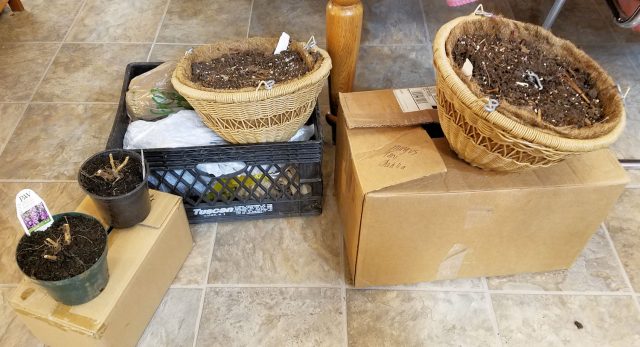 packed up plants
