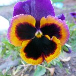 Pansy from Botanical Interests Swiss Giants