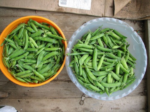 By July 5th, our pea harvest was at its peak.
