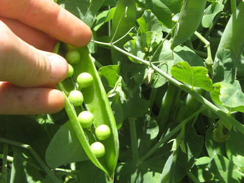Peas in a pod, in the pea patch