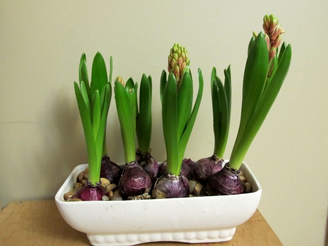 pink forced hyacinths