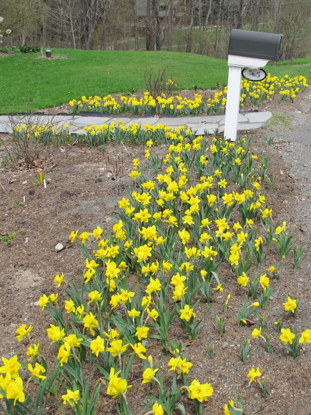 Daffodils planted along walk and street