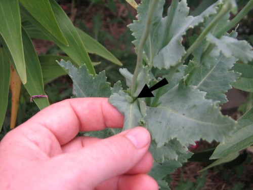 The new bud on an opium poppy forms in the leaf axil.
