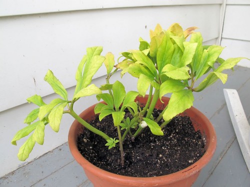 plant with yellowing leaves in pot
