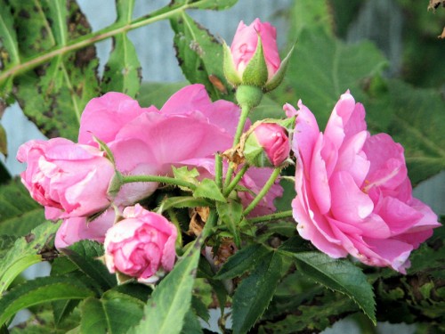 cluster of pink rose blossoms
