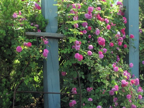 Russell's Cottage Rose, an heirloom variety