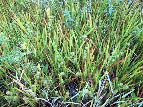 Sallow sedge, Carex lurida