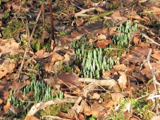 Snowdrops emerging in January