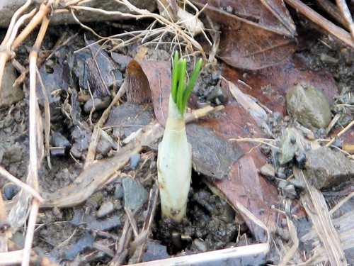 single crocus just emerging from the earth