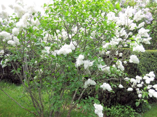 white flowered lilac