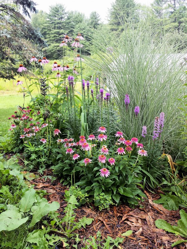 echinacea Butterfly Kisses in the slope garden corner
