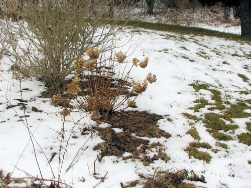 Two dorman shrubs in late winter