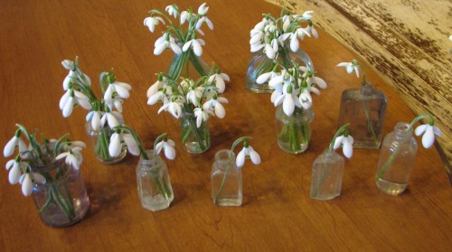 various tiny bottles with snowdrops in them