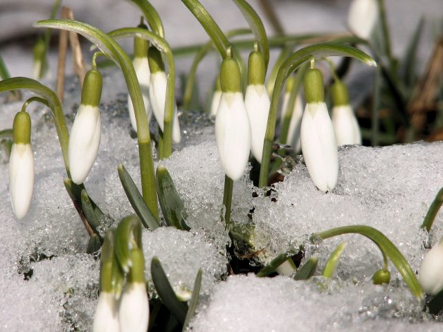 snowdrops blooming through snow