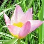 Tulip bakeri Lilac Wonder