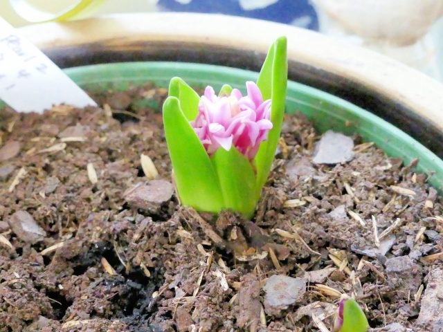 stunted hyacinth