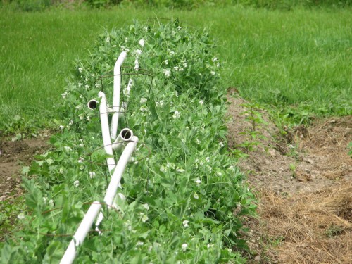 Here's a closeup of this year's pea support, brought to you by tomato cages and plastic pipe. Peas were in full flower by June 16th, two months after they were sown.