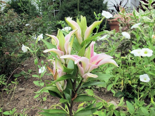 Sweet Rosy--a double Oriental lily