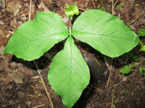 T-shaped leaves of Jack-in-the-pulpit