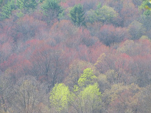 image of trees just leafing out