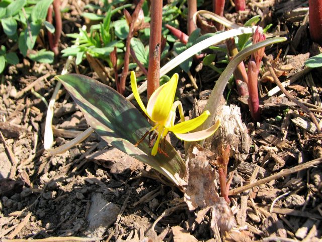 trout lily at base of peony