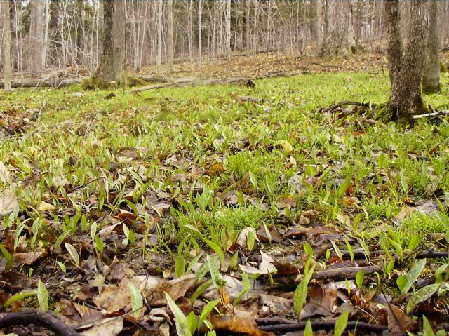 trout lily leaves only